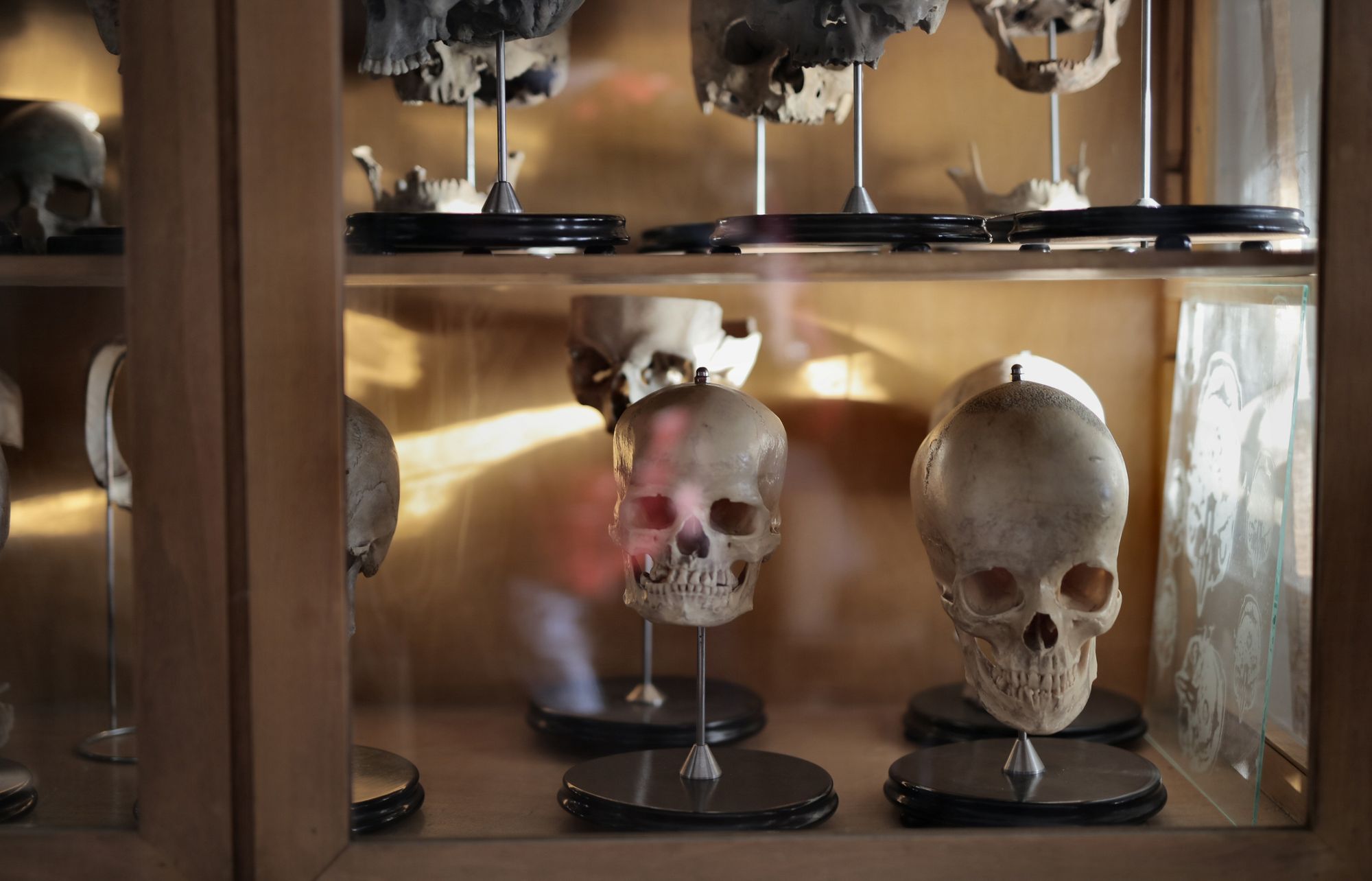 Multiple human skulls displayed in a museum glass cabinet, well-lit with natural light.
