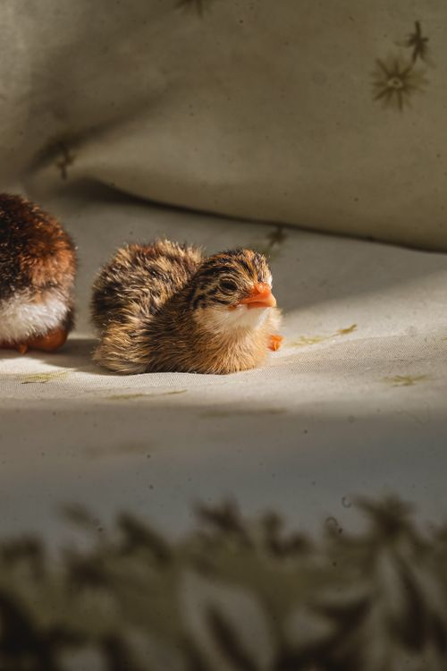 Free Close-up of a fluffy newly hatched chick basking in warm sunlight on a fabric surface. Stock Photo