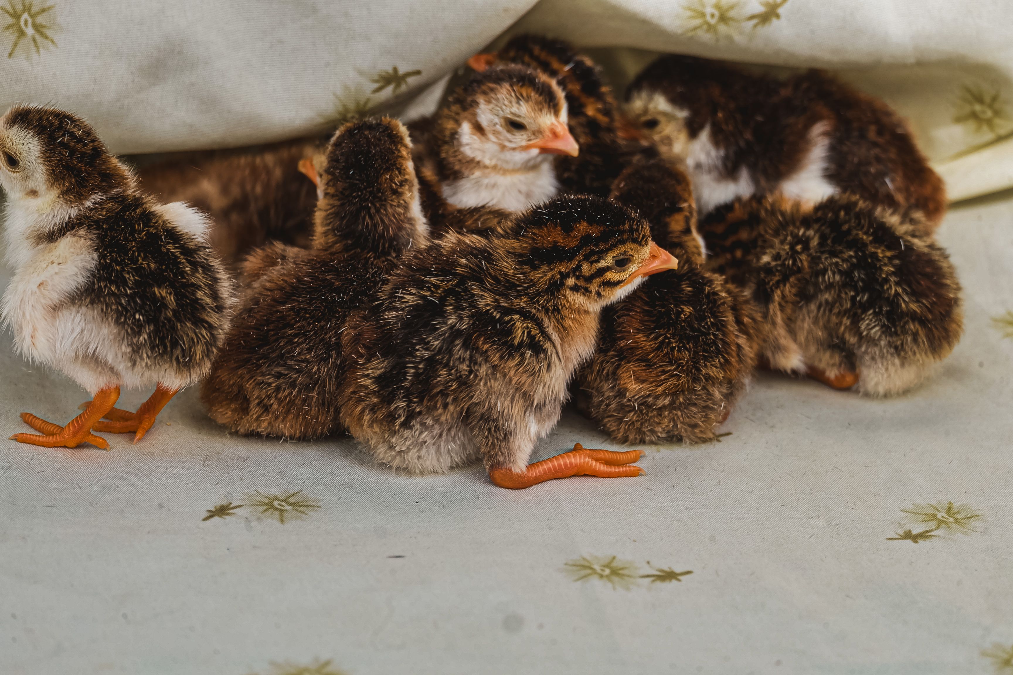 Striped guinea fowl keets huddled together