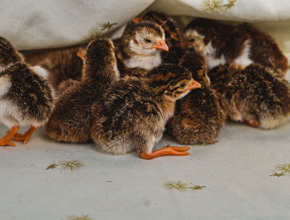 Guinea fowl keets, small and speckled, in a brooder