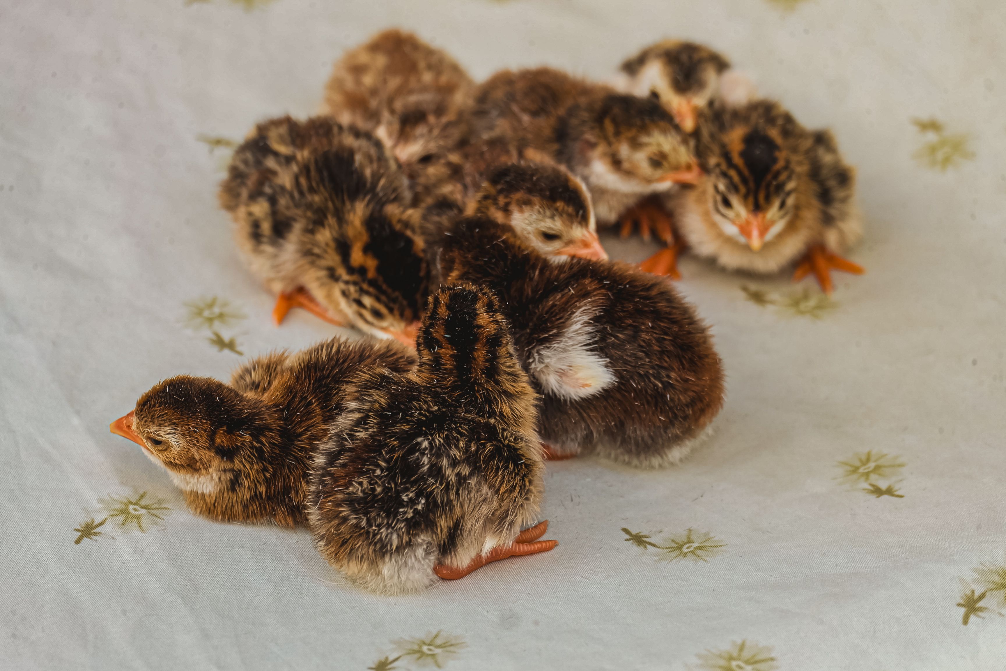 Newly hatched quail chicks huddled together