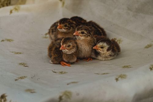 Free Adorable baby chicks huddled together on patterned fabric, showcasing their soft feathers and orange beaks. Stock Photo