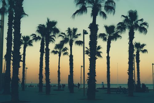 Free Silhouettes of palms growing on quay of sea against colorful cloudless sky during sunset Stock Photo