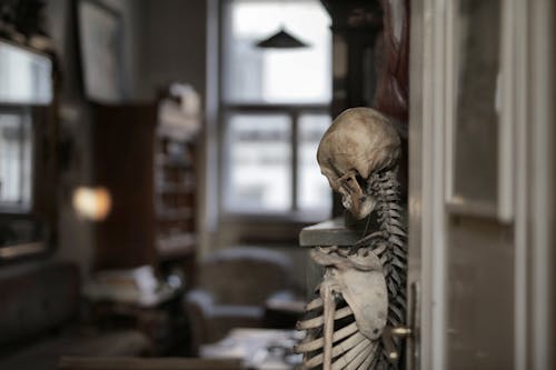Free Old human skeleton in museum room Stock Photo