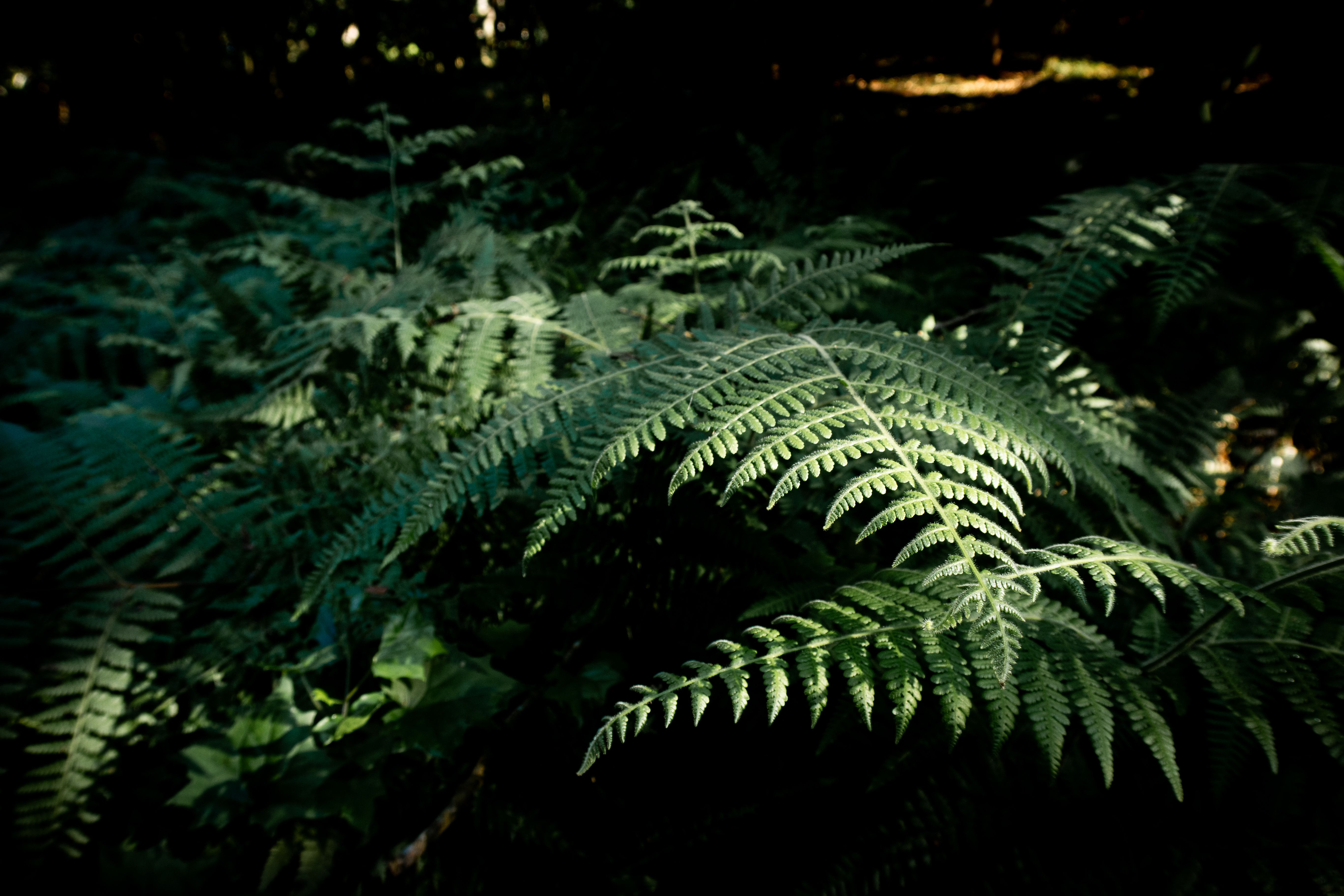 Pflanze im Sonnenlicht für Biodiversität
