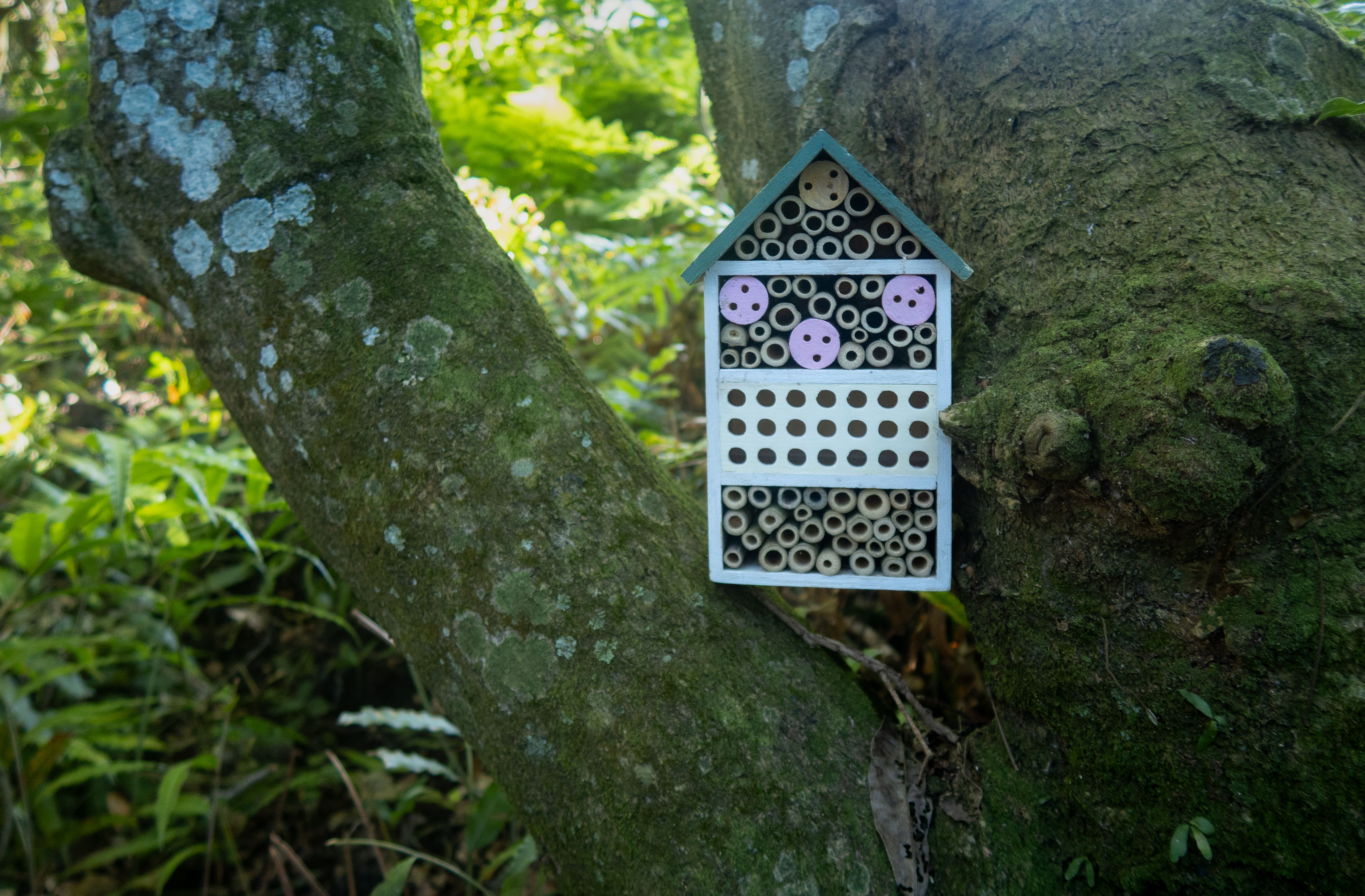 A bee hotel mounted on a tree trunk amidst vibrant foliage in a forest.