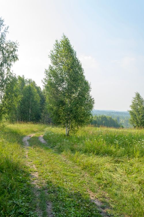 Free Peaceful meadow path surrounded by lush green trees under a bright summer sky. Stock Photo
