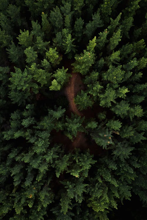 Tops of coniferous trees in woods