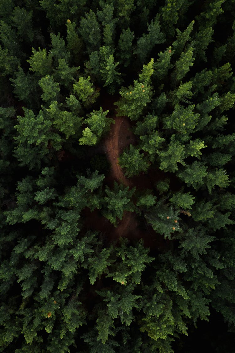 Tops Of Coniferous Trees In Woods