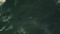 两名冲浪者从上方被拍到在公海的冲浪板上划水