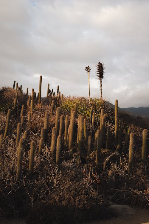 Cactus à Flanc De Colline Par Temps Couvert