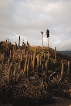 在阴云密布的天空下，山坡上高大的仙人掌构成一幅宁静的场景，捕捉了日落时分沙漠的静谧