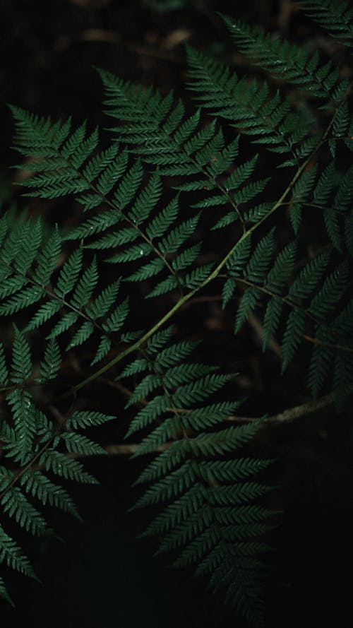 Darmowe zdjęcie z galerii z ciemne tło, liść palmy, liście