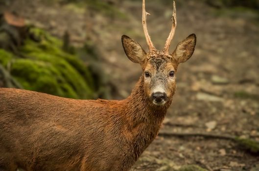 Captivating close-up of a European roe deer in a forest setting, showcasing its elegant antlers.