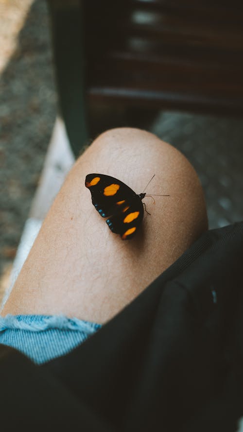 人膝上的黑色和黃色蝴蝶