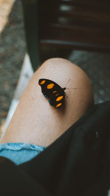 A vivid butterfly with orange markings perched on a person's knee outdoors.