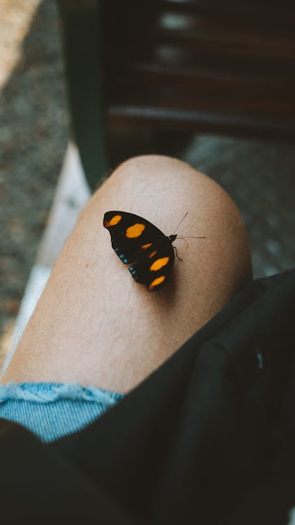 Butterfly Perched on Person's Lap 