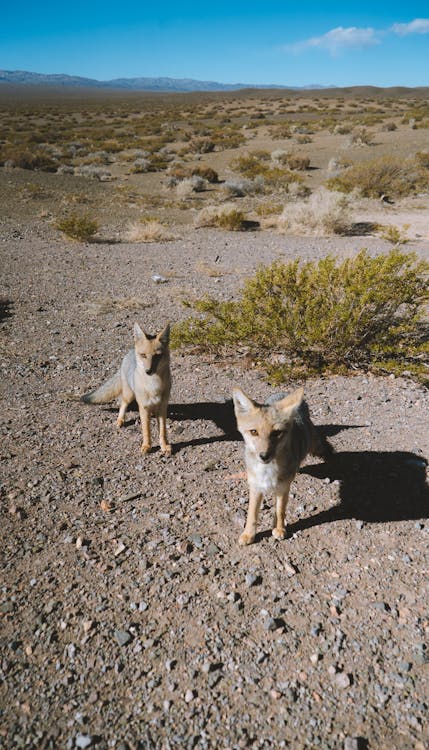 Couple of curious pale foxes looking at camera on rocky arid ground in remote land