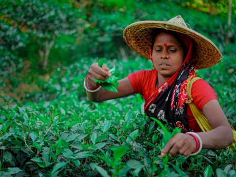 A South Asian woman in traditional attire picking tea leaves in Sylhet, Bangladesh.
