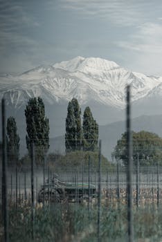 宁静的农田、白雪皑皑的山脉与青翠的树木，共同构成了一幅优美的冬日画卷