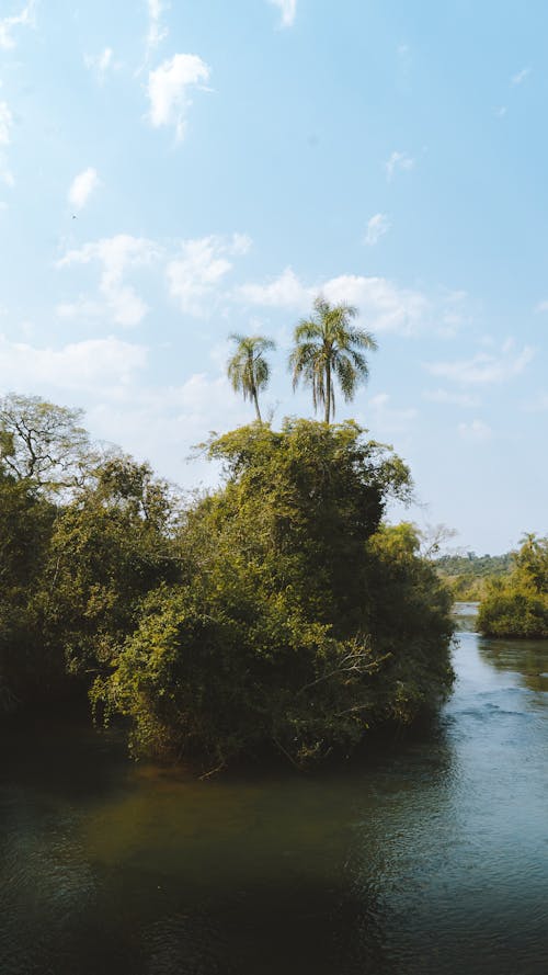 Arbres Près De La Rivière Sous Un Ciel Nuageux