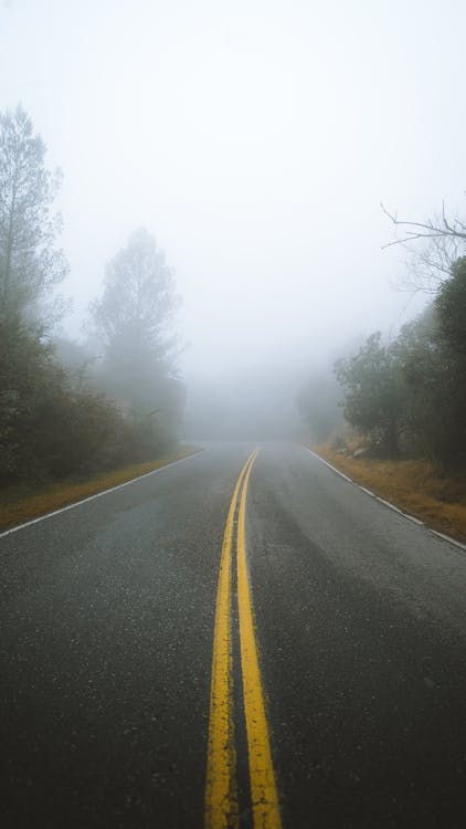 Asphalt road between trees on foggy day
