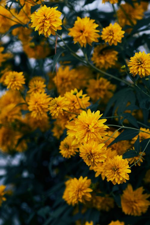 Free Close-up of bright yellow flowers in full summer bloom, showcasing nature's beauty. Stock Photo