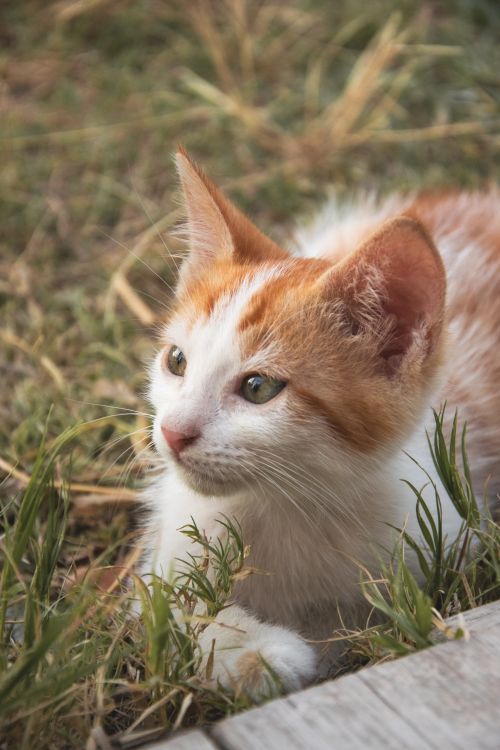 Free Charming orange and white kitten curiously exploring grassy outdoors. Perfect pet photography. Stock Photo