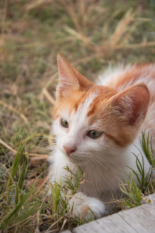 Free Charming orange and white kitten resting in grassy field, captured outdoors. Stock Photo