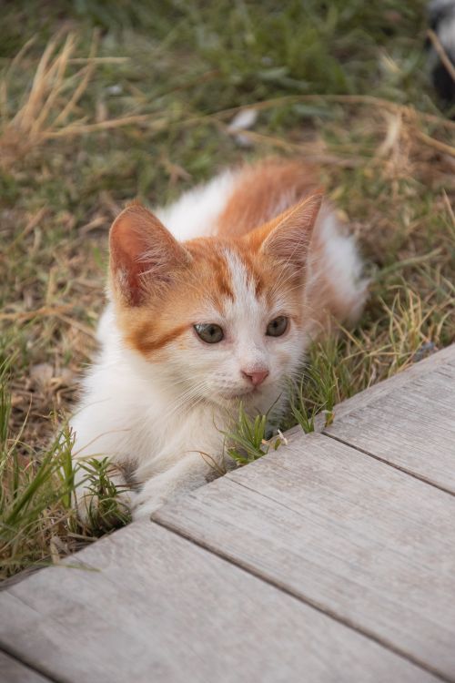Free Cute ginger and white kitten lying on grass, looking curiously into the distance. Stock Photo