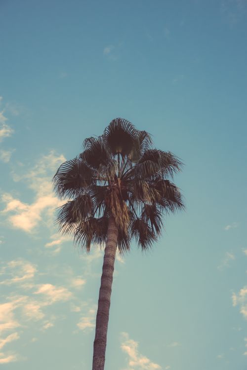 Free A towering palm tree set against a clear blue sky in Side, Antalya, Türkiye. Stock Photo