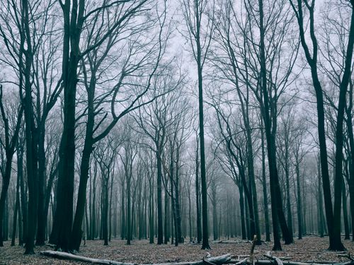 Free A serene winter forest with tall, bare trees and a misty atmosphere. Stock Photo