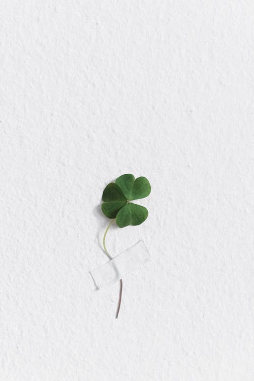 Free Clover Taped to a Wall Stock Photo