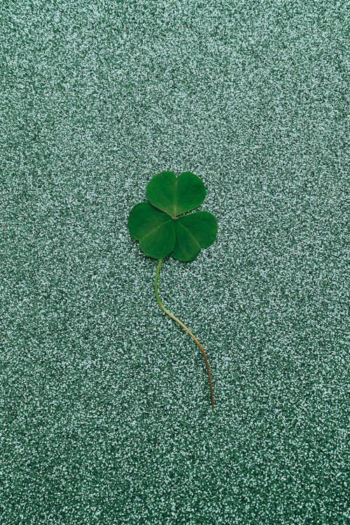 Free Clover on Glitter Background Stock Photo