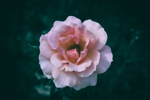 Free A delicate pink rose captured in bloom against a dark, moody backdrop. Stock Photo
