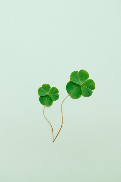 Free Clover on Green Surface Stock Photo