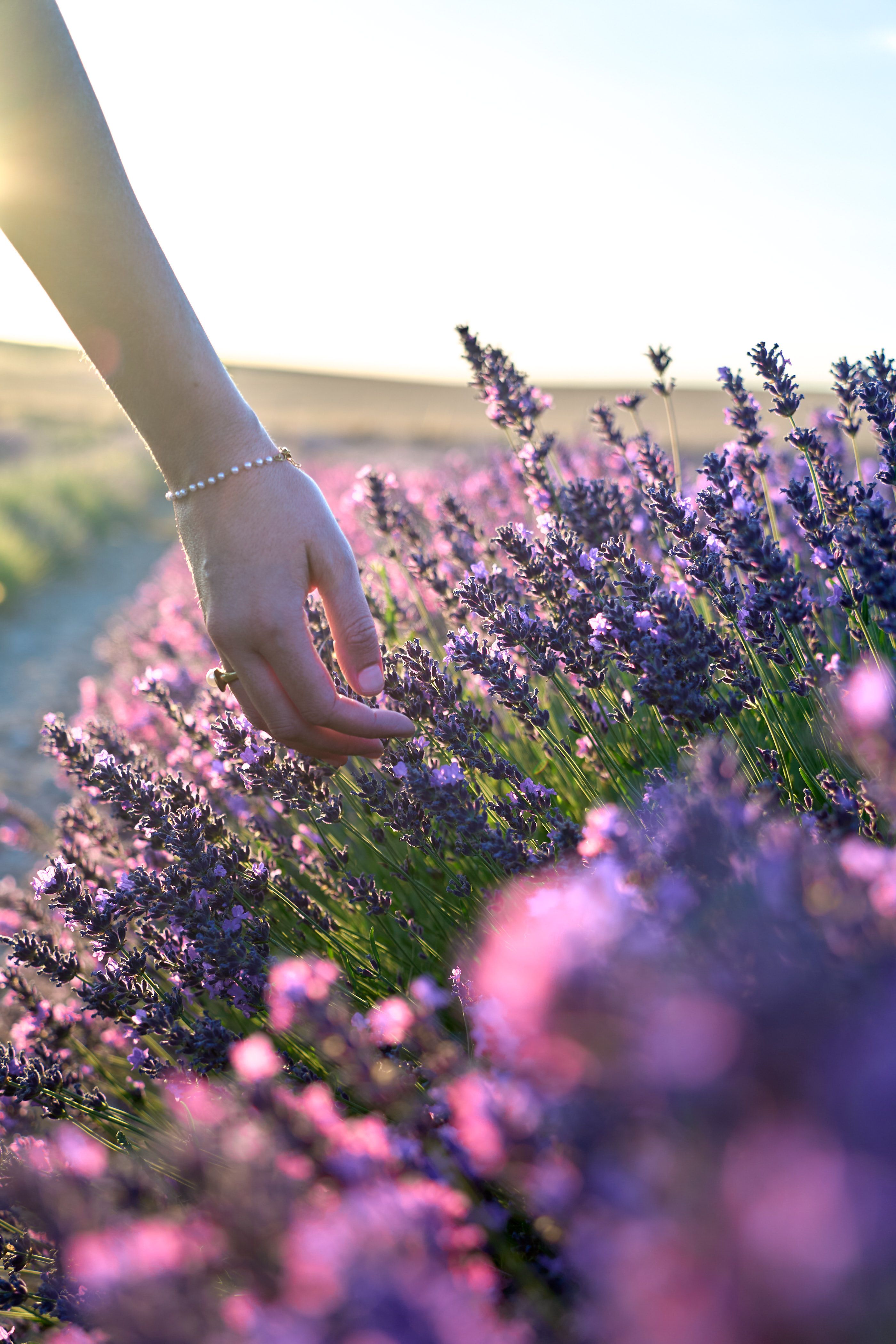 [ColoSach]-close-up-of-a-hand-gently-touching-lavender-flowers-in-tiedra,-spain.