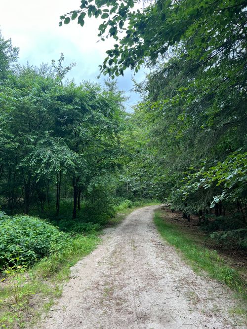 Free Lush green forest path in Bakkeveen, Friesland, ideal for nature walks and exploration. Stock Photo