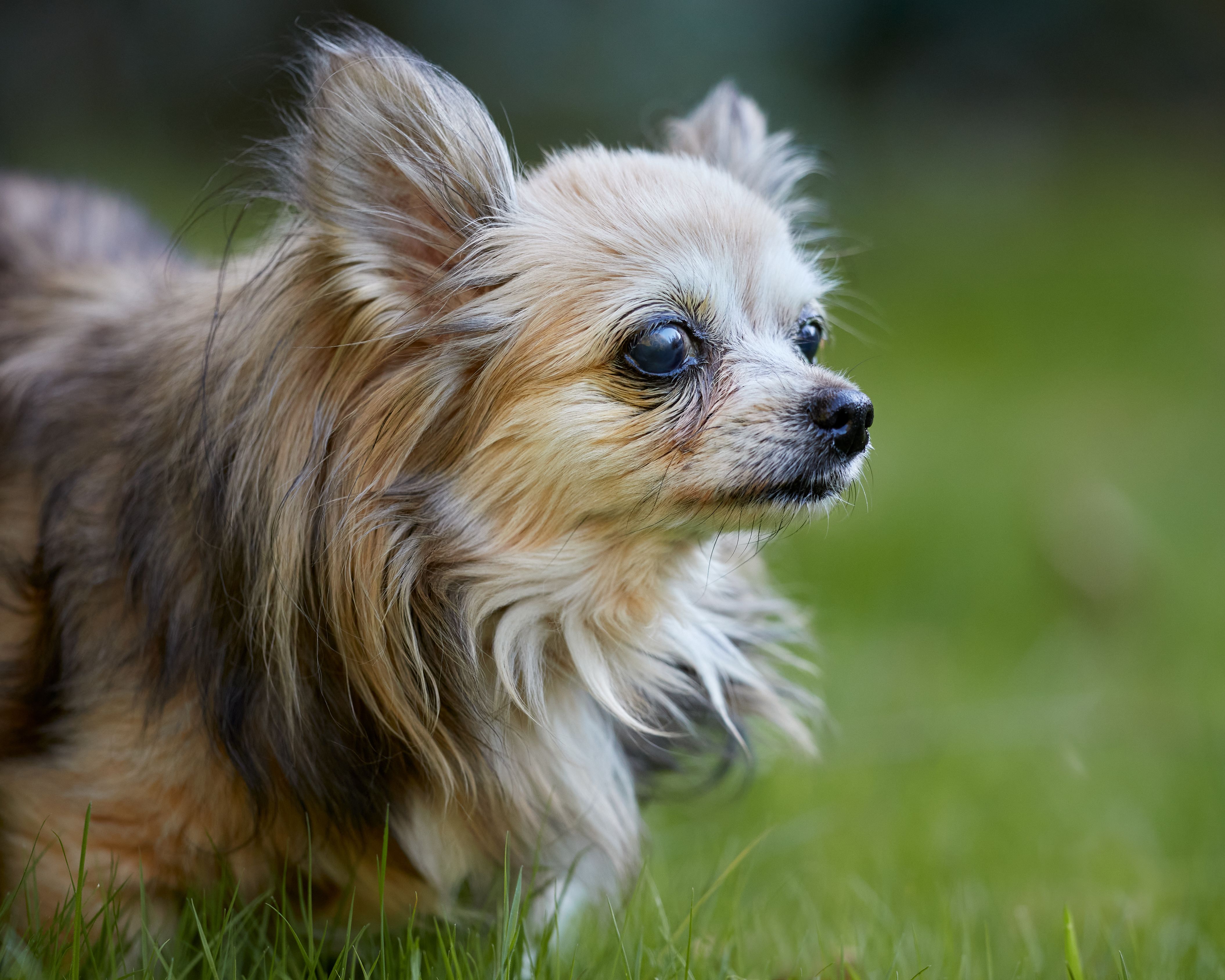 Puppy & Senior Dog Stairs: Joint Support Ramps for Easy Mobi