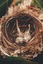 Quail eggs in coiled nest in countryside