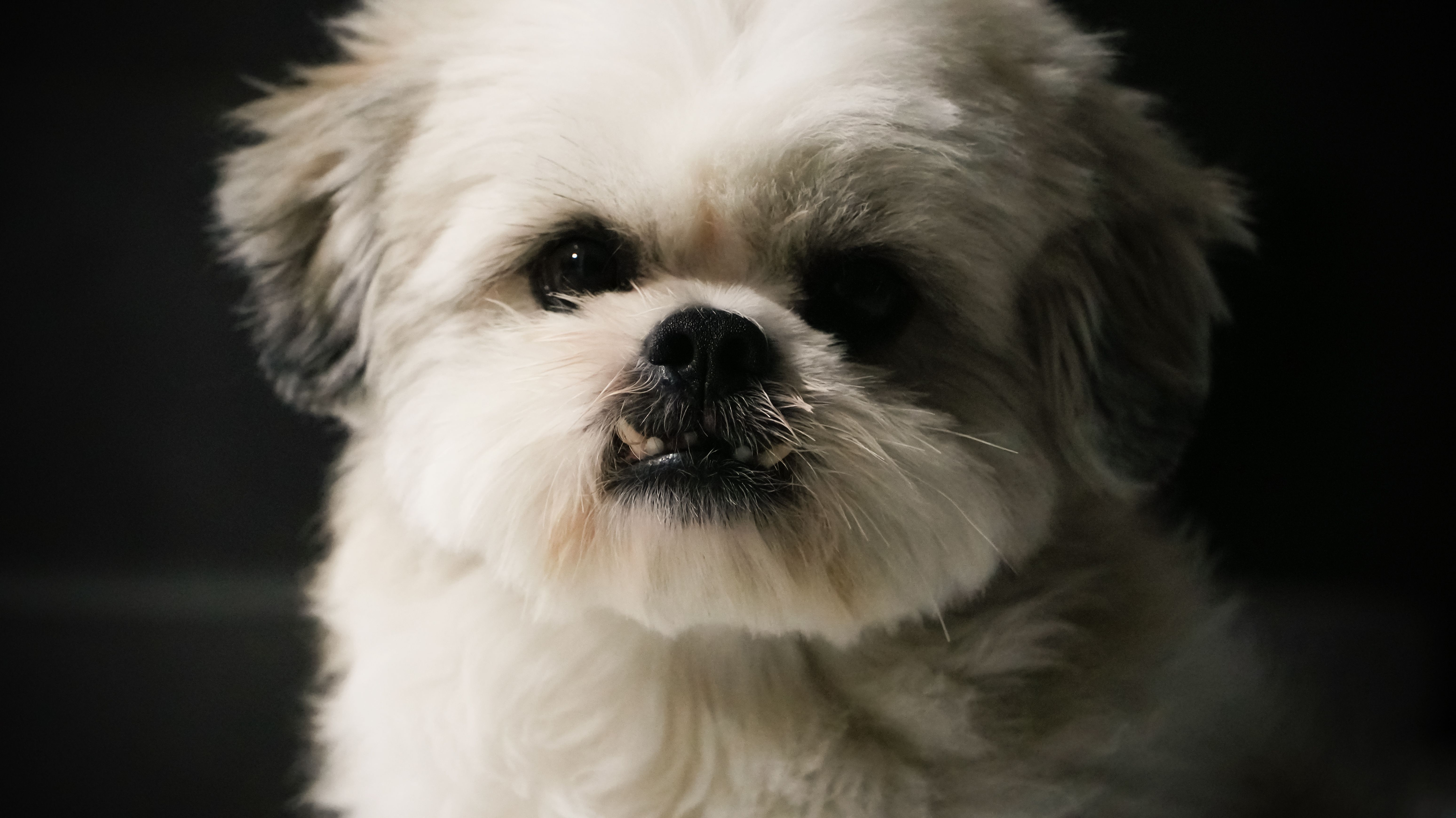 Close-up portrait of a fluffy Shih Tzu with expressive eyes and a charming expression.