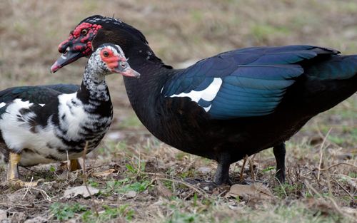 Ducks on Grass