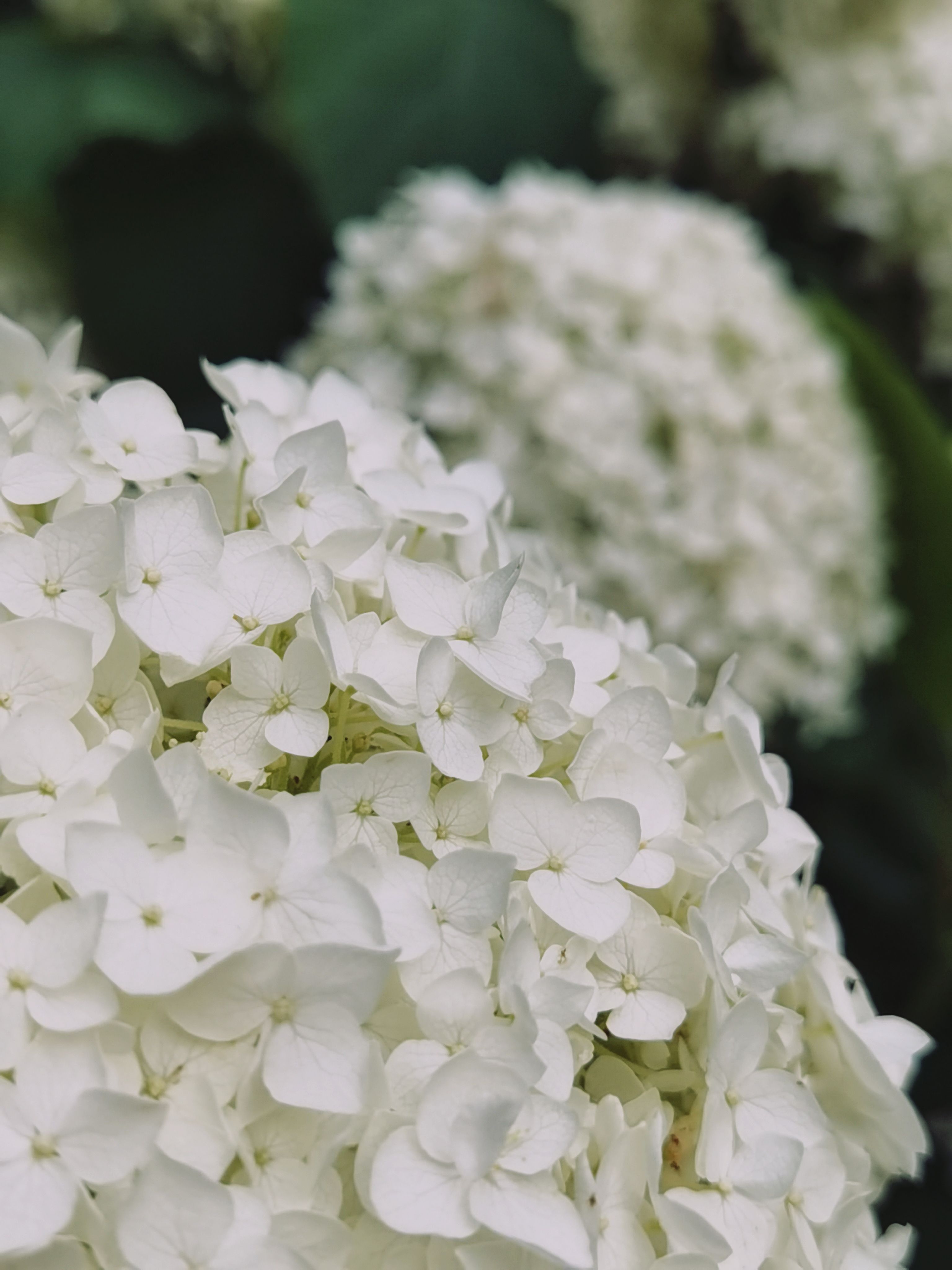 Delicate white hydrangea flowers in full bloom, capturing nature's elegance.