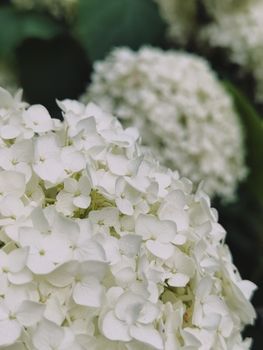 Delicate white hydrangea flowers in full bloom, capturing nature's elegance.