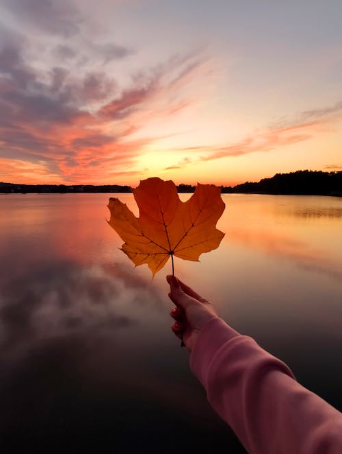 Free Faceless woman showing maple leaf near lake at picturesque sunset Stock Photo