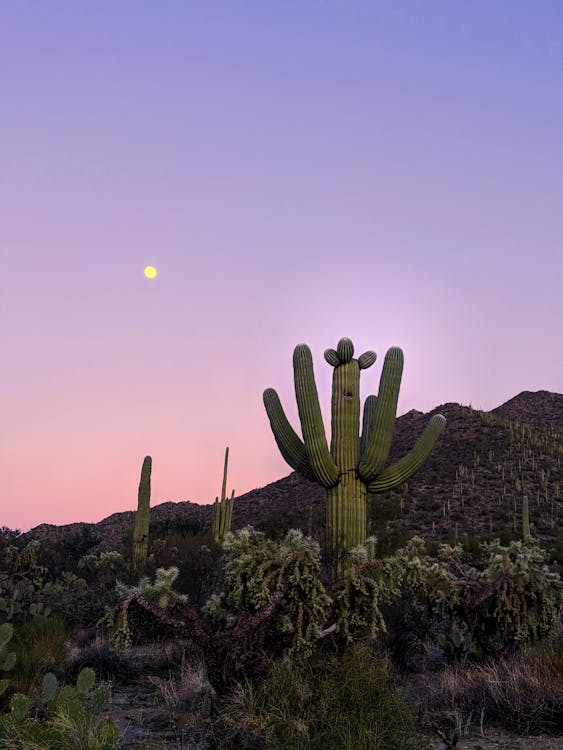 Free Cactus Plant On Hill during Sunset Stock Photo
