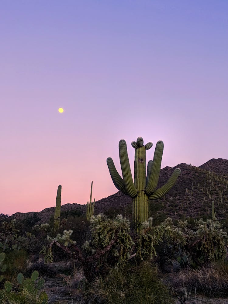 Cactus Plant On Hill During Sunset