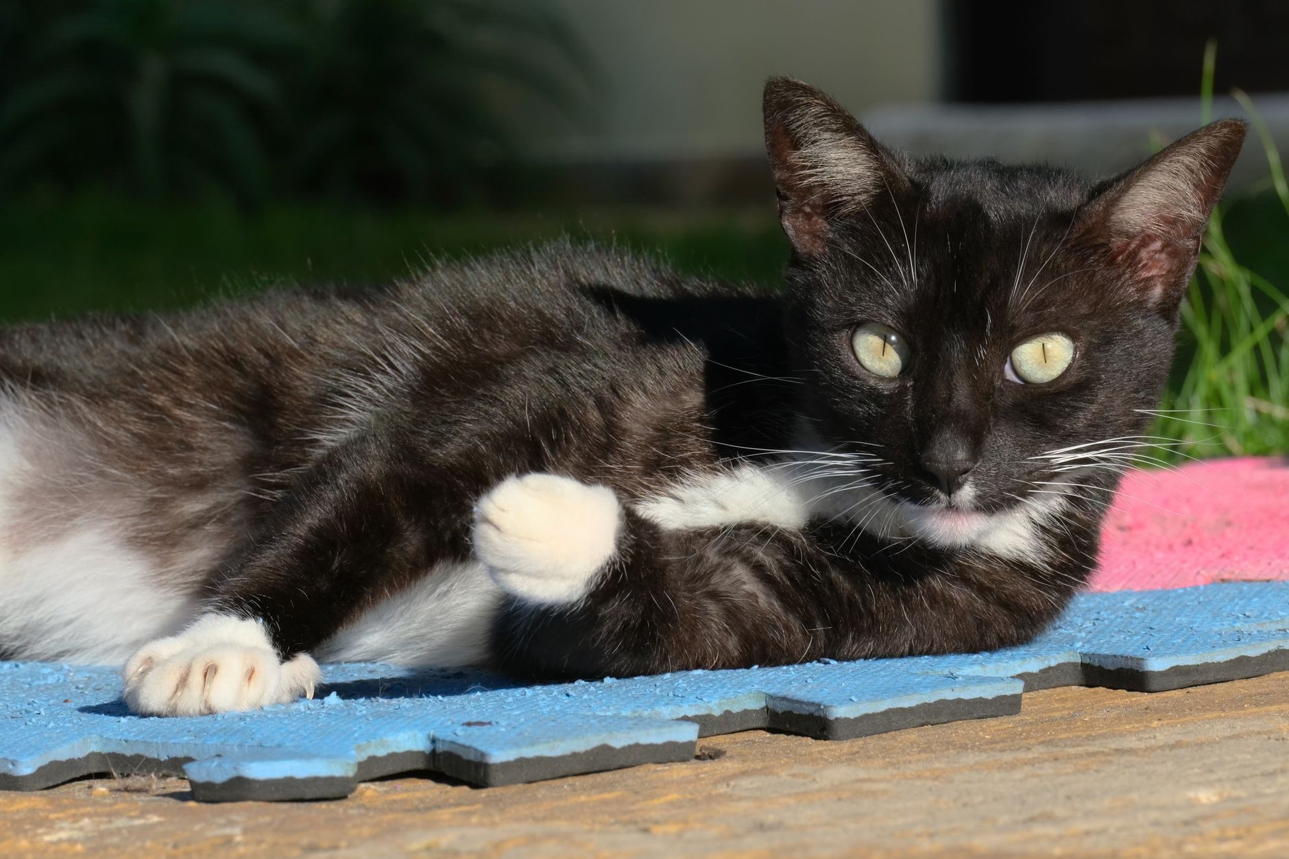 Healthcare and wellness consultation for a cat