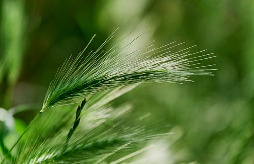 Free Detailed close-up of a wild barley plant against a vibrant green background in England. Stock Photo