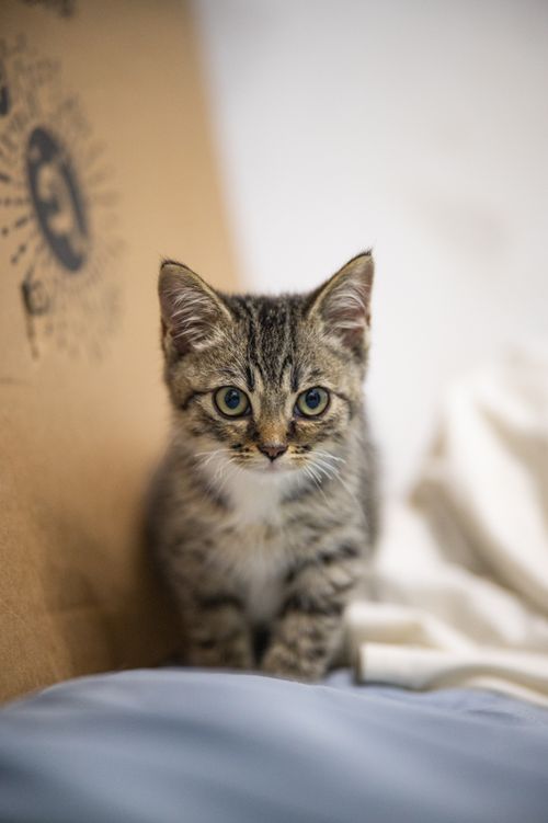 Free Cute tabby kitten sitting indoors, looking curiously ahead with bright eyes. Stock Photo